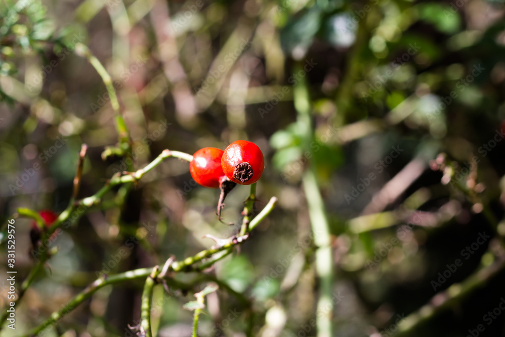 branch with rosehip fruit that grows wild in the Argentine mountains