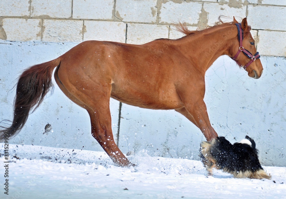 The red mare played with the aussie The red mare played with the aussie