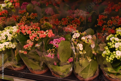 Russia, St. Petersburg 20,12,2014 Potted flowers in the pots on the shelves of Ikei's store photo