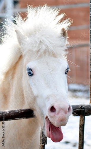 Fototapeta Naklejka Na Ścianę i Meble -  Funny nightingale pony shows his tongue