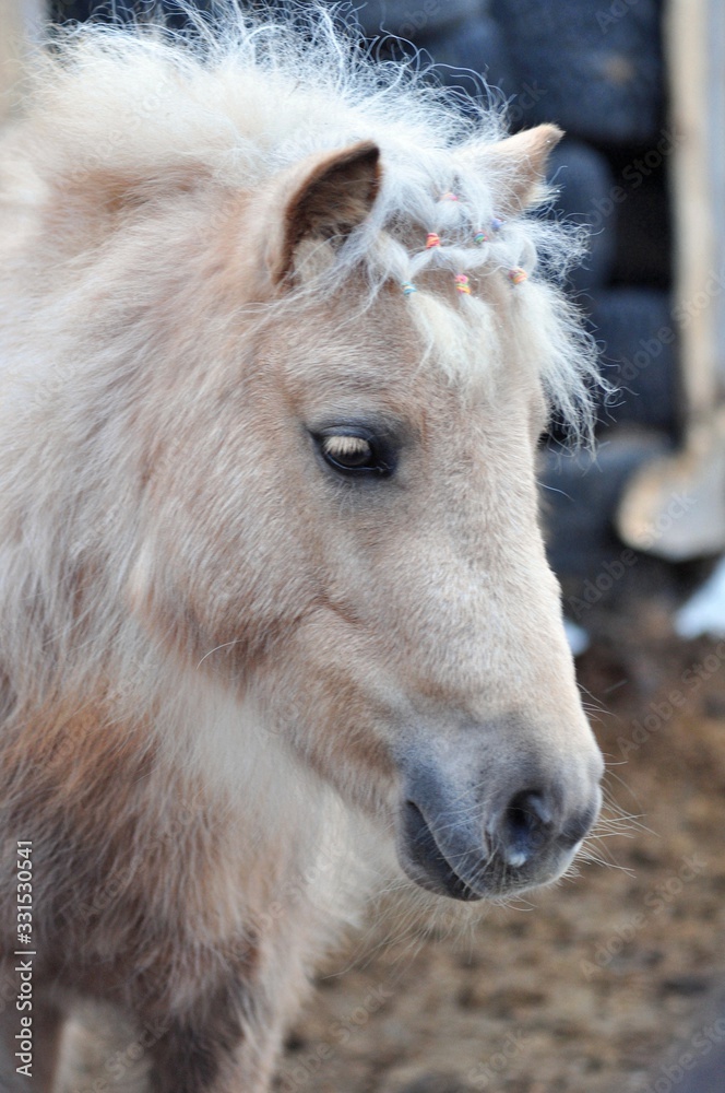 The nightingale pony looks sideways