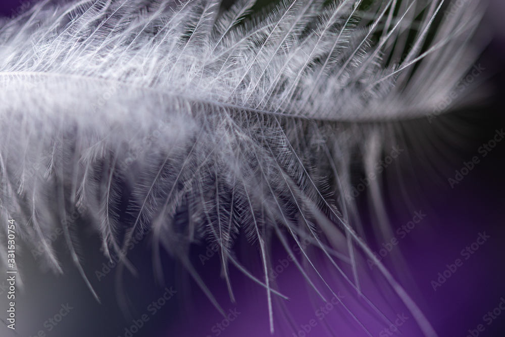Obraz premium White fluffy down feather texture, macro on a dark purple background, abstract artistic wallpaper with selective focus and blurs