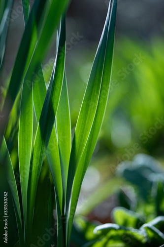 Spring nature growth garden. Warm sunlight through the green long daffodil leaves  as grass straws texture. Macro mysterious landscape background.