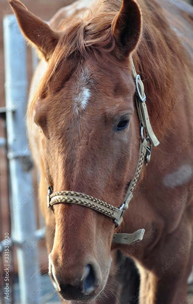 Red mare and spring evening