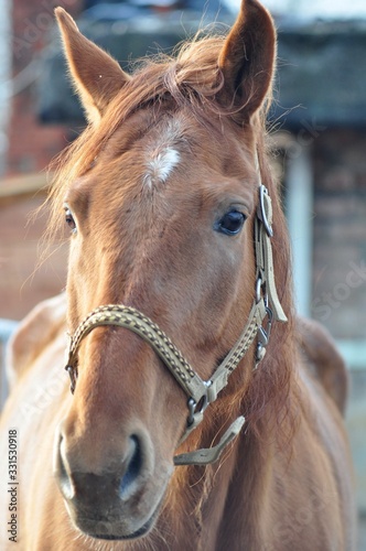 Portrait of a red mare in spring