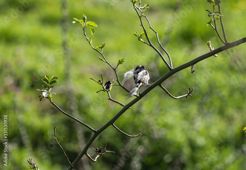 Vogel mit Federn im Schnabel photo