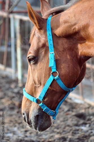 Portrait of a red mare in the halter berezovom