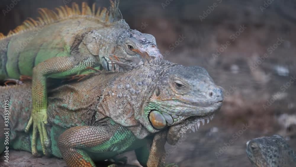 Portrait of lizard, iguana. Close up shot of tropical and exotic predator. Two iguanas are breeding. Portrait of lizard, iguana. Close up shot of tropical and exotic predator. Two iguanas are breeding.
