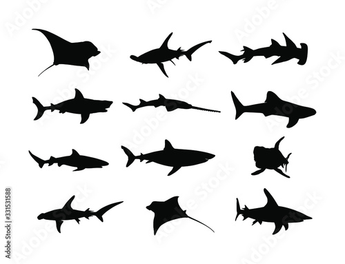 Collection of shark silhouette isolated on white background. Great white, bull shark, devil ray, hammerhead, stingray, manta ray, reef shark symbol, whale shark, saw fish. Predator fish in sea, ocean.
