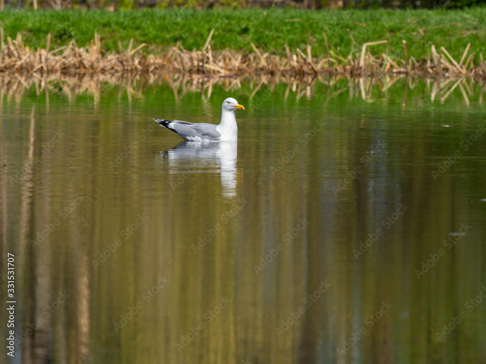 The Caspian gull (Larus cachinnans) 