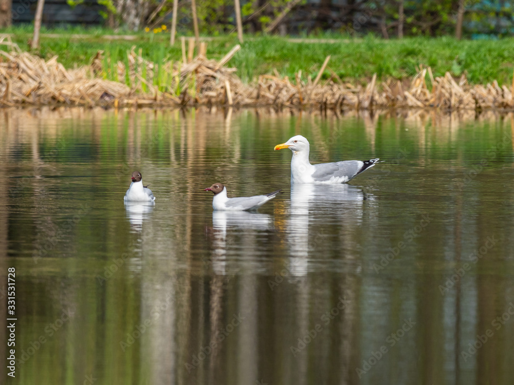 The Caspian gull (Larus cachinnans) The Caspian gull (Larus cachinnans)