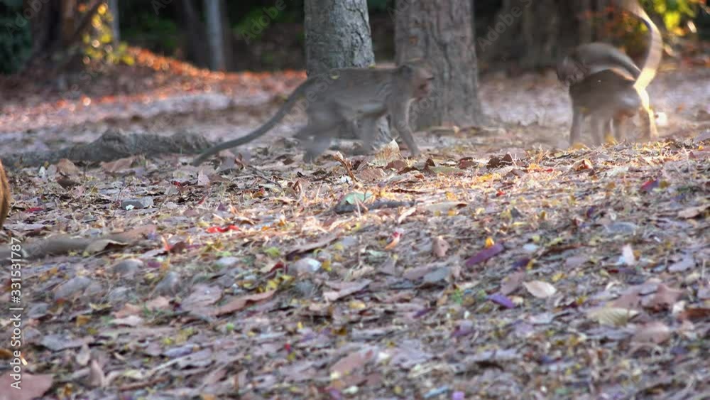 Three Small Monkeys Playfully Fighting and Rolling Around in the Dry Leaves of the Jungle Three Small Monkeys Playfully Fighting and Rolling Around in the Dry Leaves of the Jungle