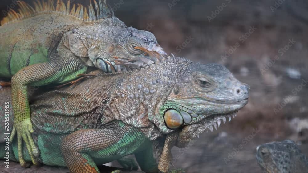 Portrait of lizard, iguana. Close up shot of tropical and exotic predator. Two iguanas are breeding. Portrait of lizard, iguana. Close up shot of tropical and exotic predator. Two iguanas are breeding.