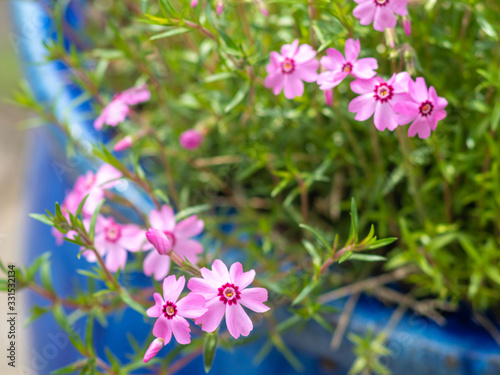 close-up of pink flowers in garden in the spring