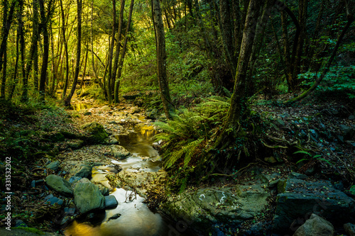 Arroyo entre arboles en el bosque al amanecer