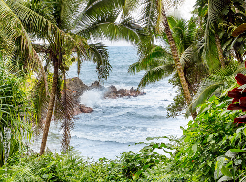 Ocean waves surrounded by palm trees