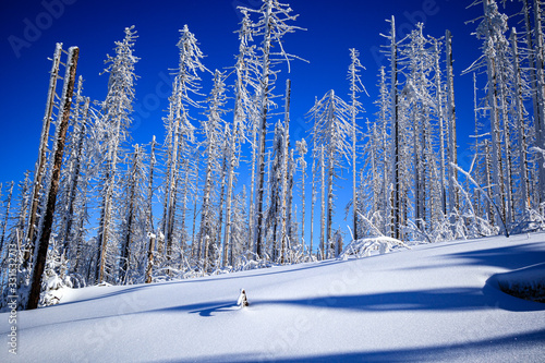 Fototapeta Naklejka Na Ścianę i Meble -  Zamrożony las 
