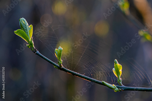 bud in spring with twig shinging against sunlight during sunset with yellow and warm light photo