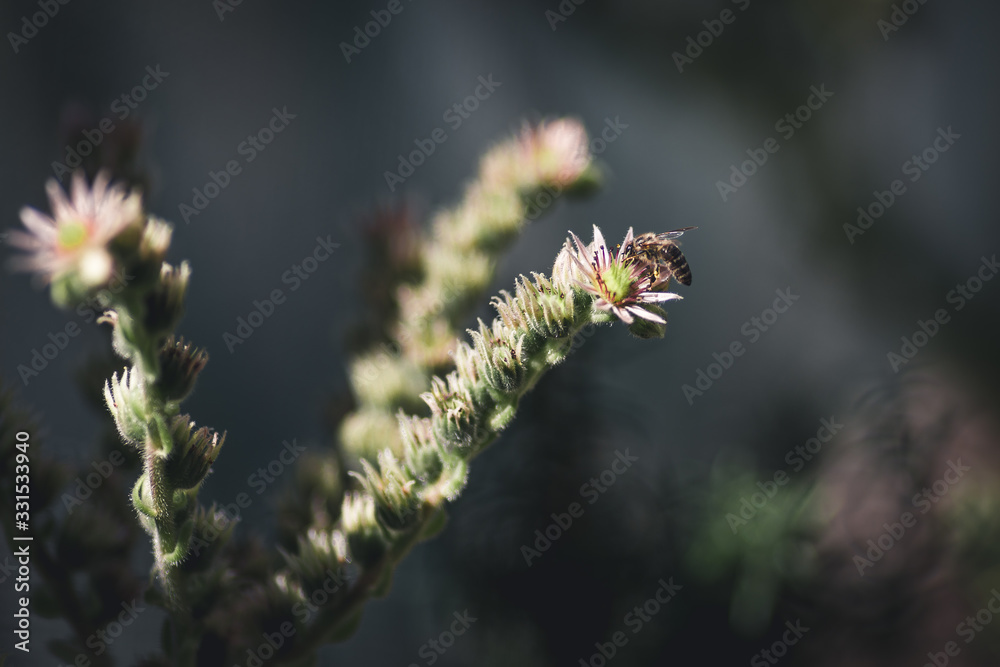 Honey Bee on Sempervivum Arachnoideum flower