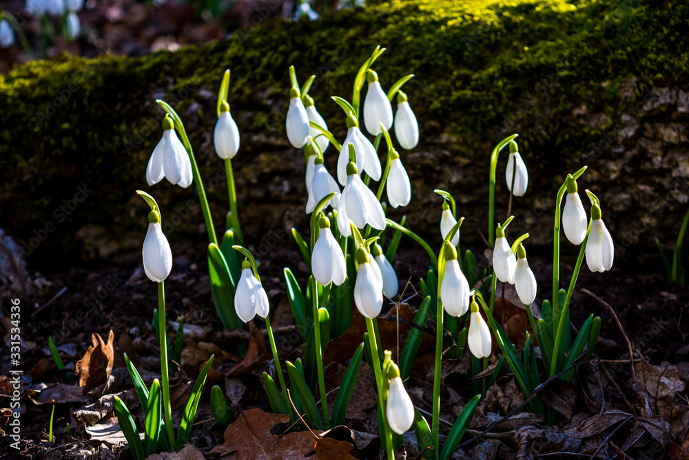 Obraz premium Snowdrops