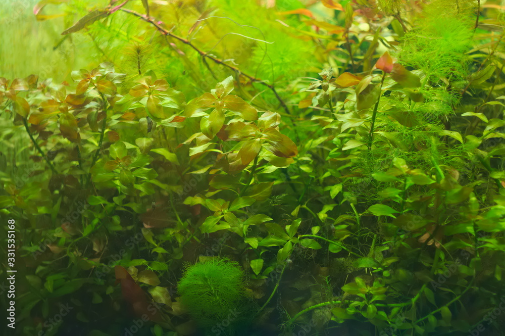 tropical aquatic plants in the aquarium