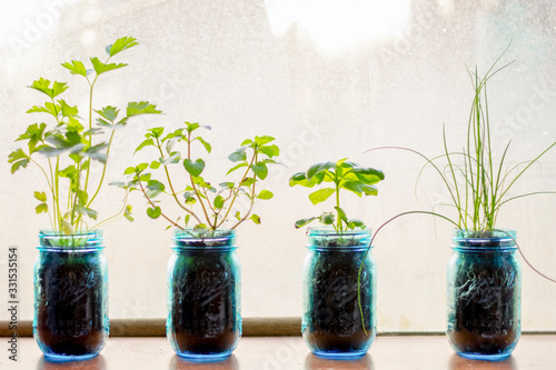 Fotografie Her plants in mason jars