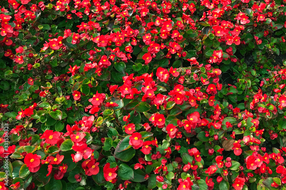 Colorful background of red begonia in the garden. A lot of flowers.