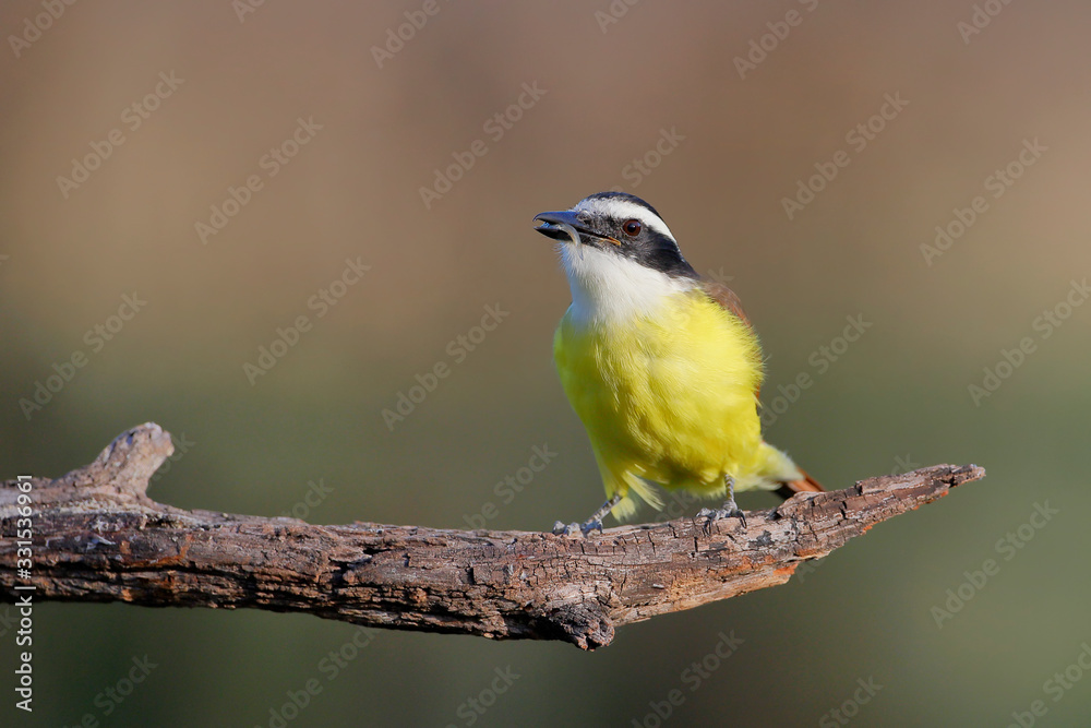 Naklejka premium Great kiskadee (Pitangus sulphuratus) with small fish, South Texas, USA