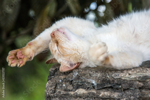 Fototapeta Naklejka Na Ścianę i Meble -  beautiful cat sleeping in a very special way