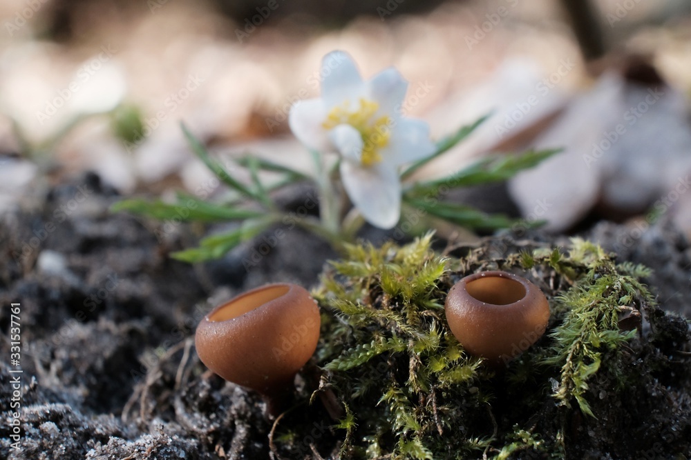 Amazing little mushroom - Dumontinia tuberosa. Parasites on the anemone rhizomes. Amazing little mushroom - Dumontinia tuberosa. Parasites on the anemone rhizomes.