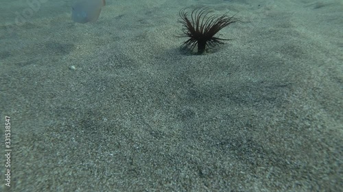 Razorfish slowly crawls out of the sand and swims away on background Cylinder Anemone. Pearly Razorfish or Cleaver Wrasse (Xyrichtys novacula) Underwater shot. Mediterranean Sea, Europe. photo