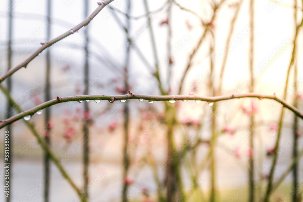 Hello, spring! Nature wakes up after winter. Swollen, blooming buds on the branches of trees and bushes. Spring warmth from the sun. Hello, spring! Nature wakes up after winter. Swollen, blooming buds on the branches of trees and bushes. Spring warmth from the sun.