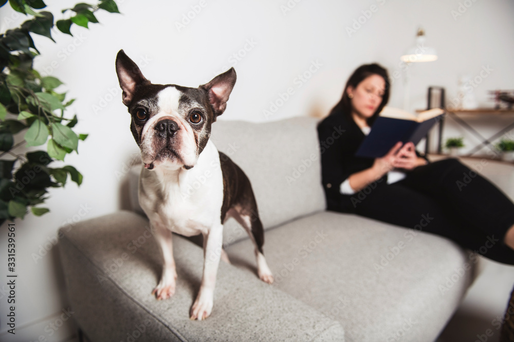 Woman with is Boston Terrier on the living room reading book