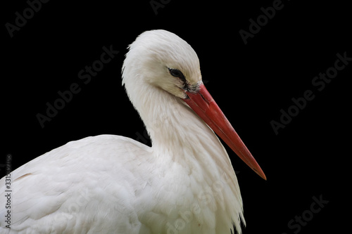 White stork portrait closeup, isolated on black background