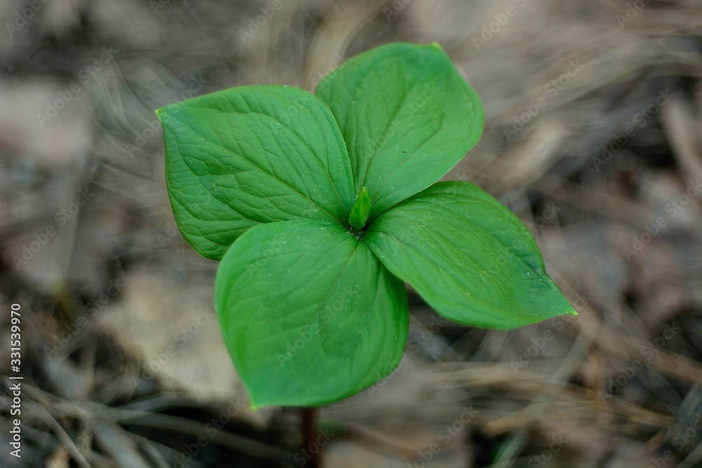 Naklejka premium The first spring flowers and shoots.