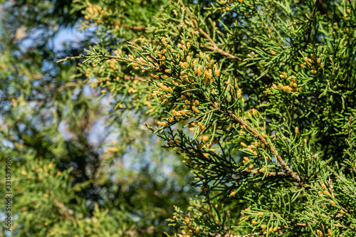 Blossom of juniperus virginiana Glauca or red cedar or eastern red cedar or virginiana juniper. Close-up of branches of eastern juniper in the garden. photo