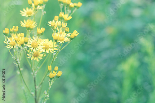 Senecio hydrophilus Nutt. wild yellow flowers,  blooming weed plant in summer garden photo