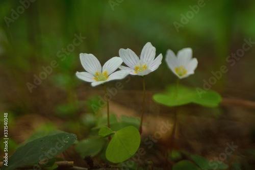 The first spring flowers.