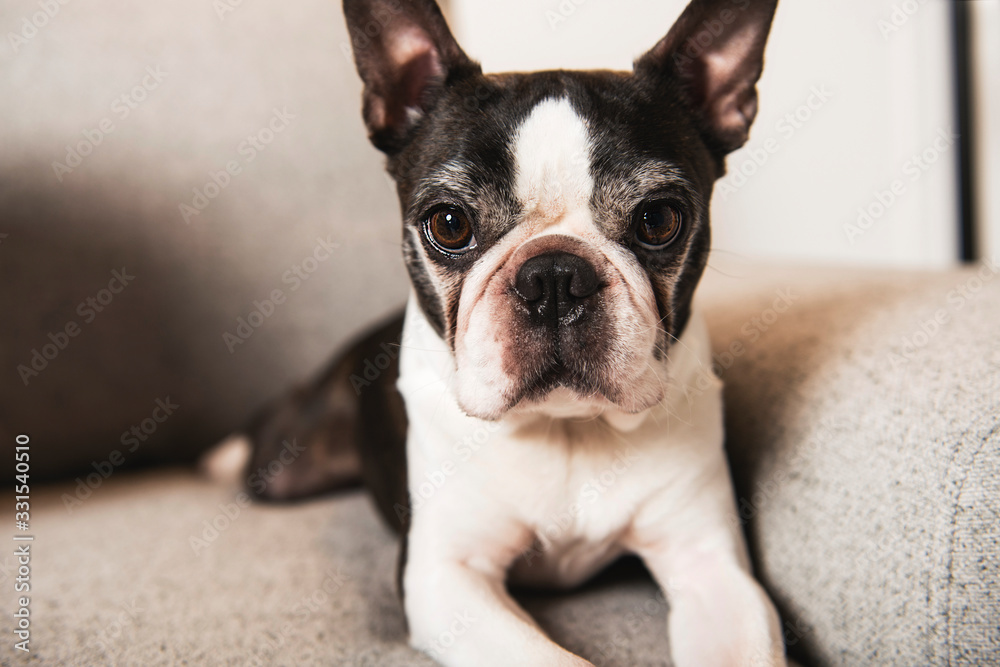 Beautiful boston terrier dog on the home sofa Beautiful boston terrier dog on the home sofa