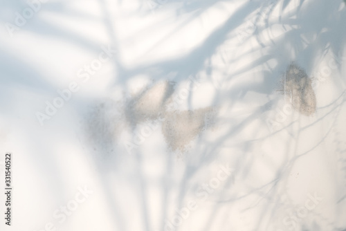 Decorative backdrop with shadows from tropical palm plant on a light grey background.