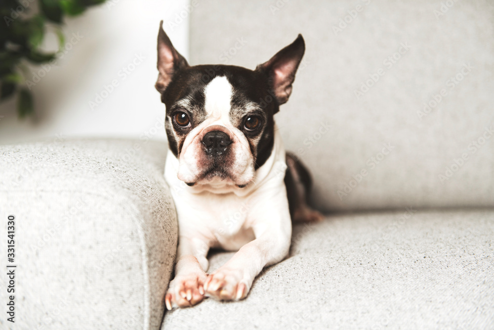 Beautiful boston terrier dog on the home sofa