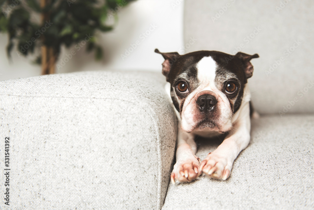 pitiful boston terrier dog on the home sofa