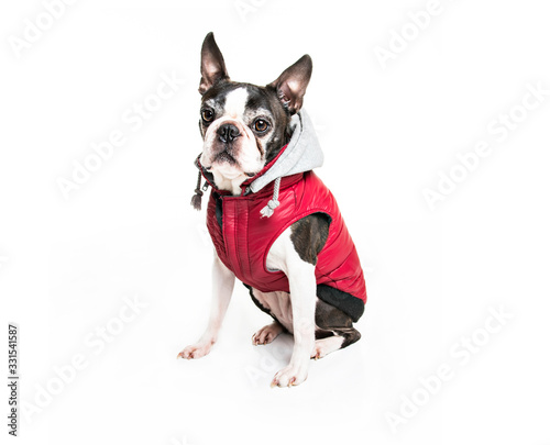 Fototapeta Naklejka Na Ścianę i Meble -  Beautiful boston terrier dog on white background wearing winter coat