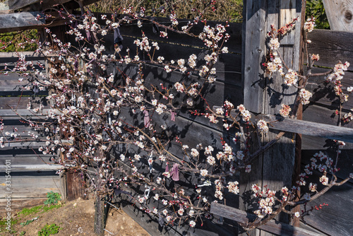 Wallpaper Mural Blühender Kirschbaum Torontodigital.ca