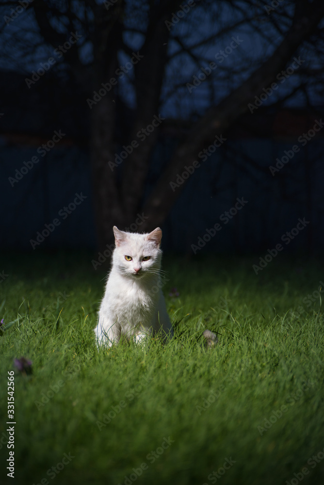 domestic cats on a background of green grass