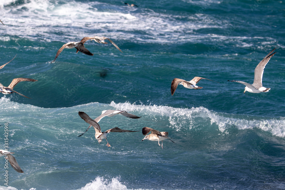 Seagull is hunting on the wave