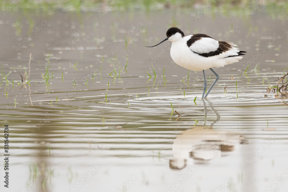 A pied avocet (Recurvirostra avosetta) in the water A pied avocet (Recurvirostra avosetta) in the water