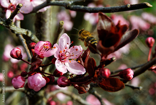 Biene Blüte Frühling Berlin