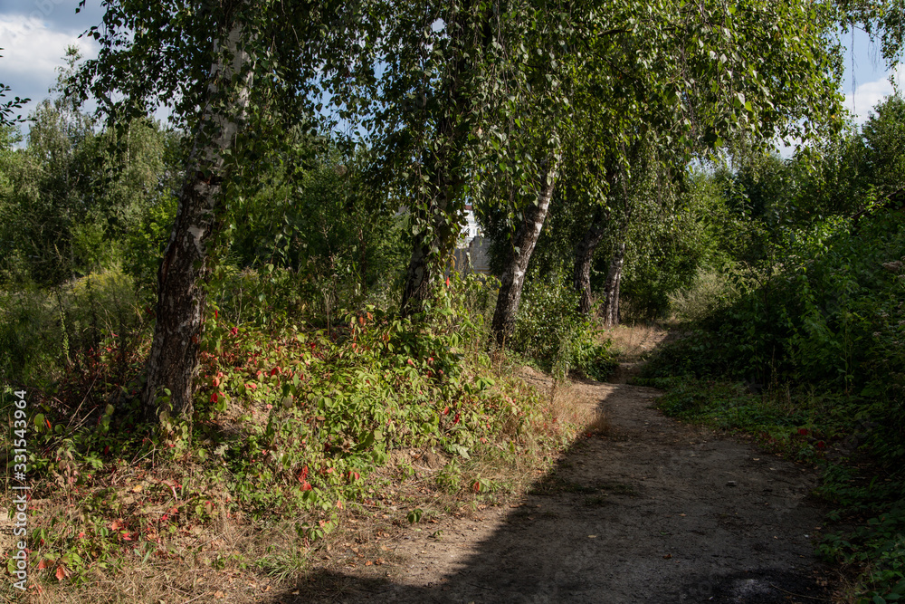 green birch trees grow along the walkway on a sunny summer day green birch trees grow along the walkway on a sunny summer day