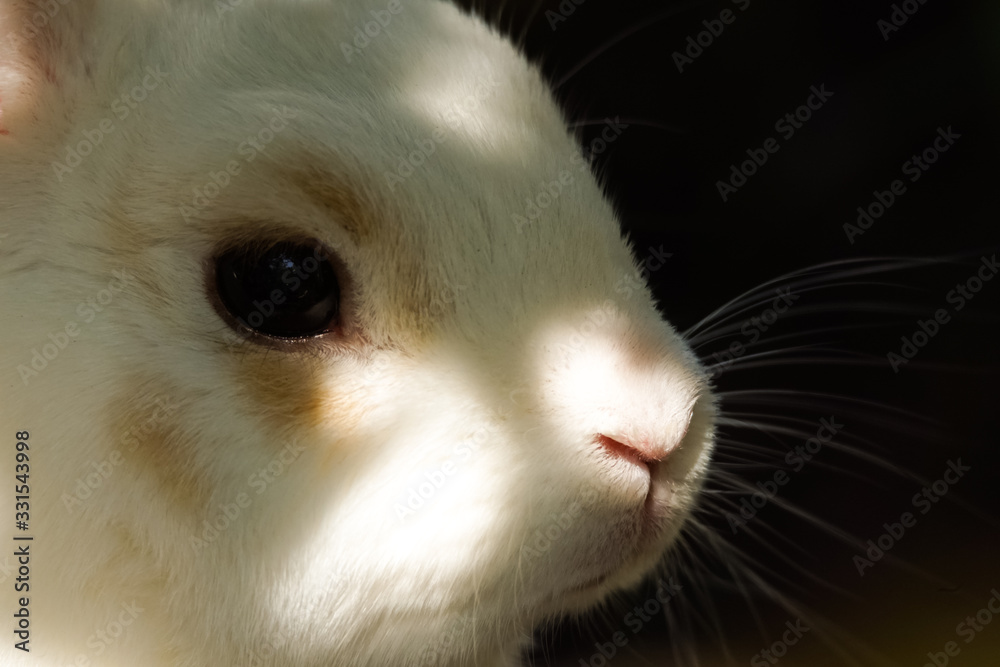 small dwarf rabbit lies in the grass on a beautiful spring day small dwarf rabbit lies in the grass on a beautiful spring day